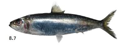 Catatan Singkat Mengenai Ikan Tembang (Sardinella fimbriata).